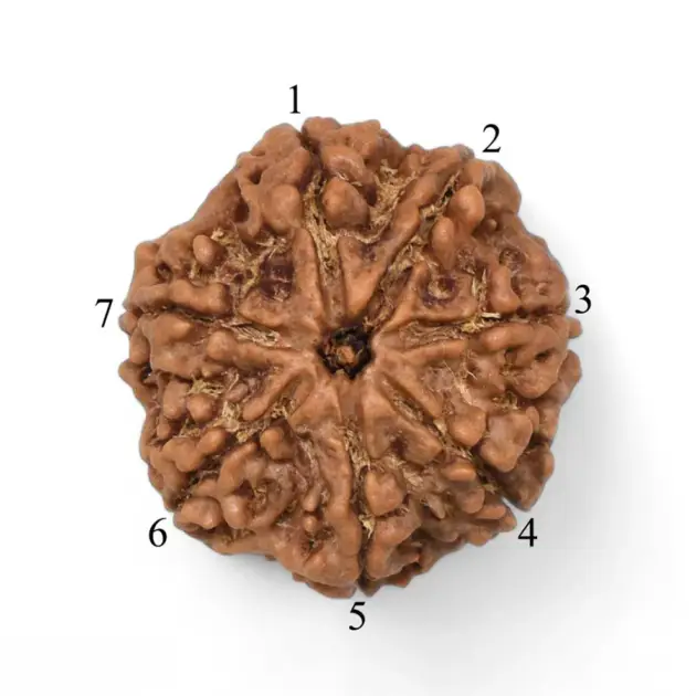 Single 7 Mukhi Nepali Rudraksha With Lab Certificate